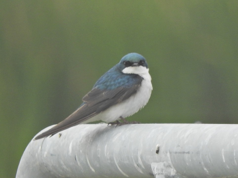 Tree Swallow - ML619585658