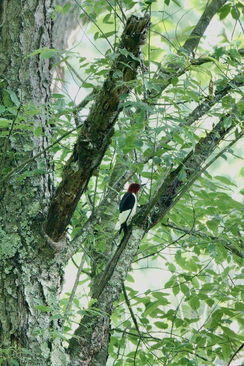 Red-headed Woodpecker - ML619585662