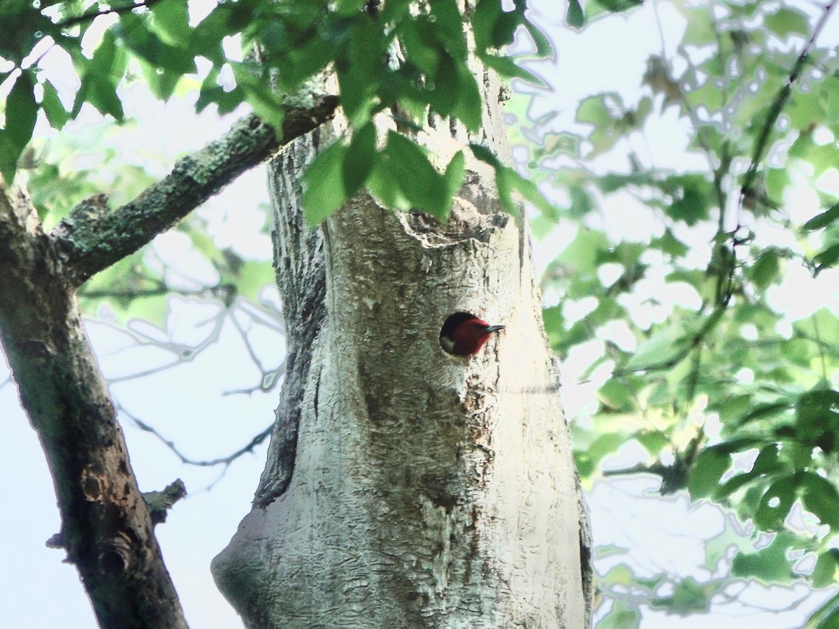 Red-headed Woodpecker - ML619585663