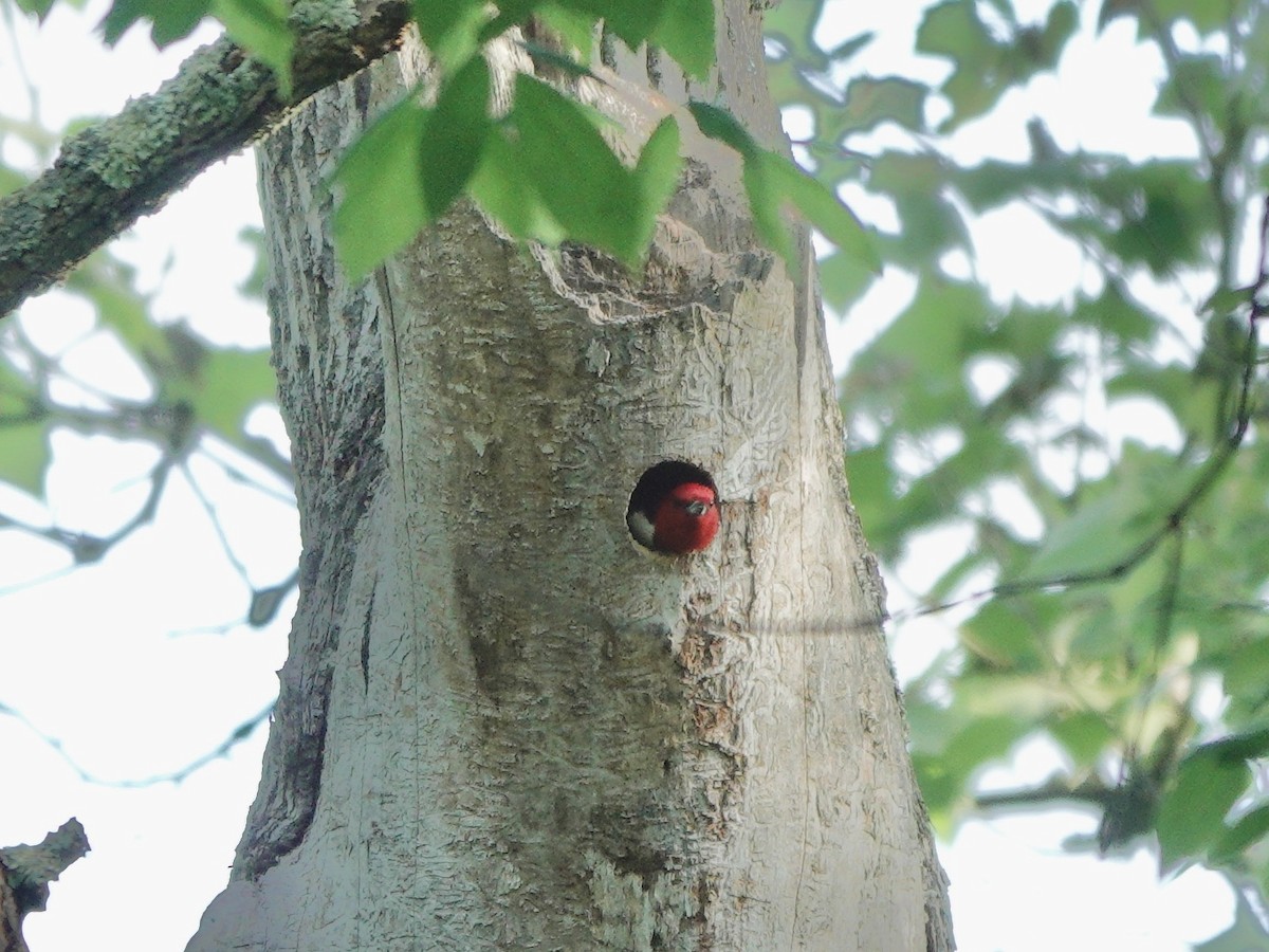 Red-headed Woodpecker - ML619585664