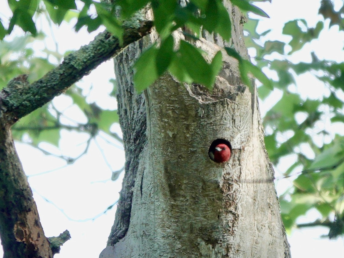 Red-headed Woodpecker - ML619585665