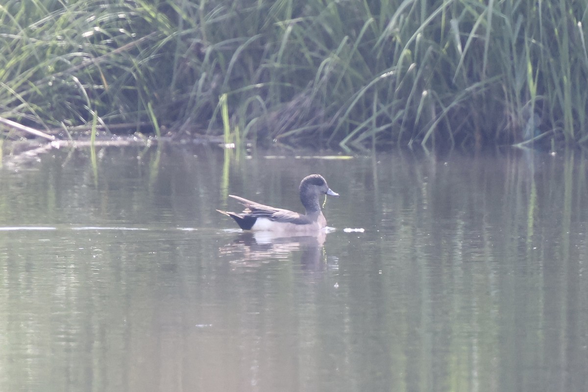 American Wigeon - Anonymous