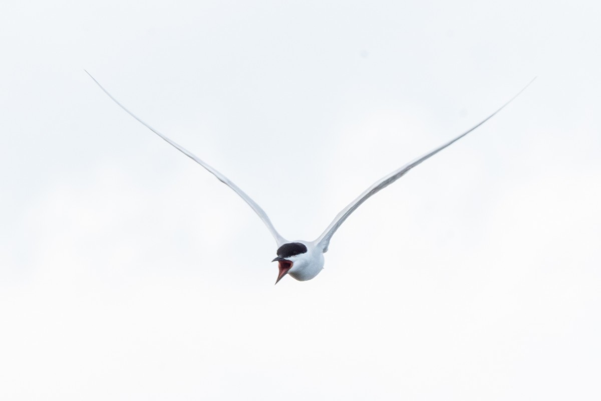 Gull-billed Tern - Mike Winck