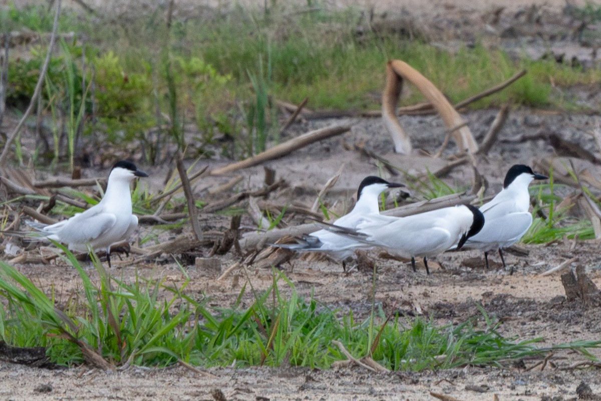 Gull-billed Tern - Mike Winck