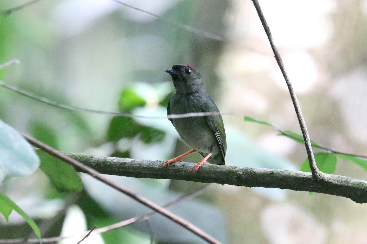 Blue-backed Manakin - ML619585670