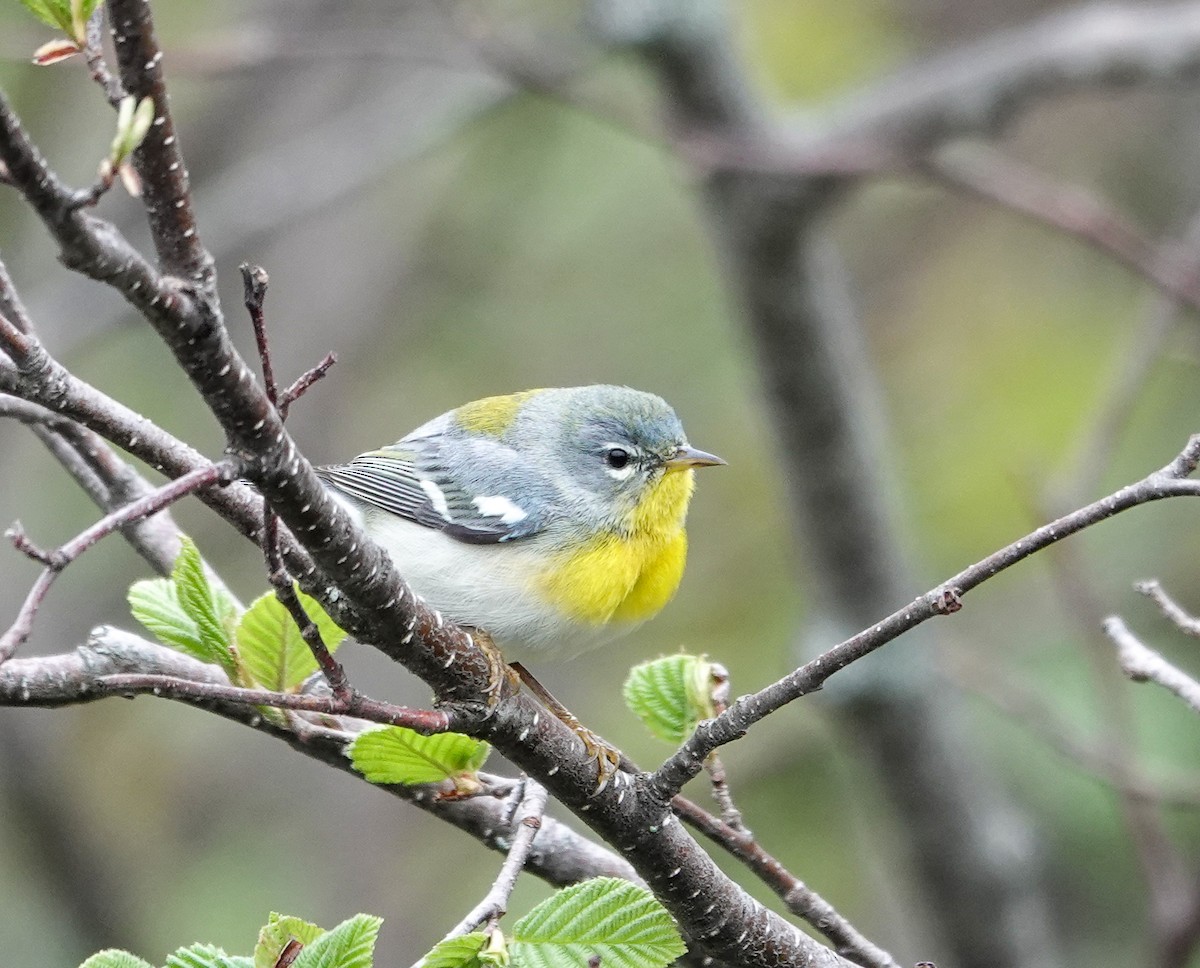 Northern Parula - Patsy Skene