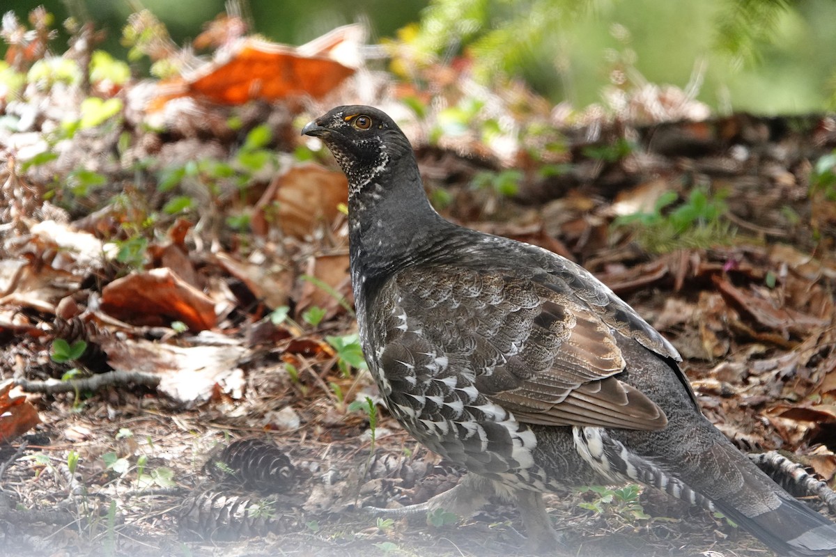 Dusky Grouse - John F. Peetsma