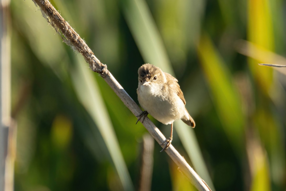 Common Reed Warbler - Alejandro Sanz