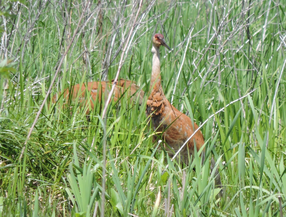 Sandhill Crane - Stephen Wheeler