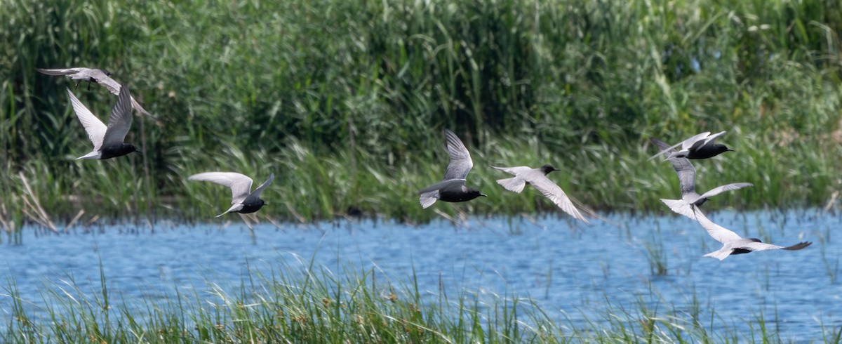 Black Tern - Mike Winck