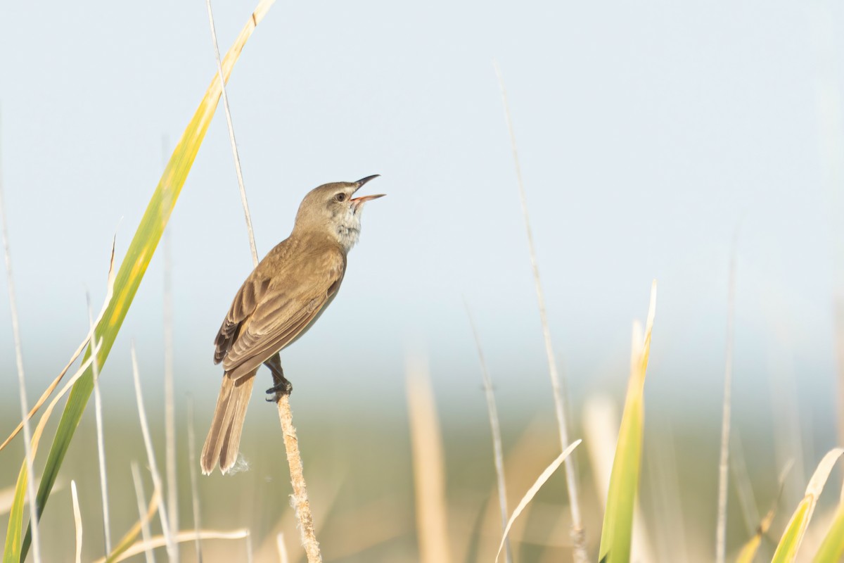 Great Reed Warbler - Alejandro Sanz