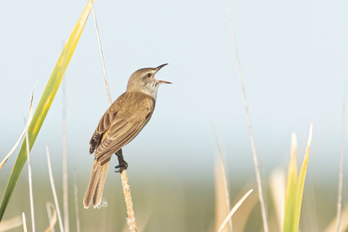 Great Reed Warbler - Alejandro Sanz