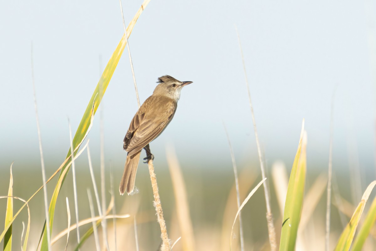 Great Reed Warbler - Alejandro Sanz