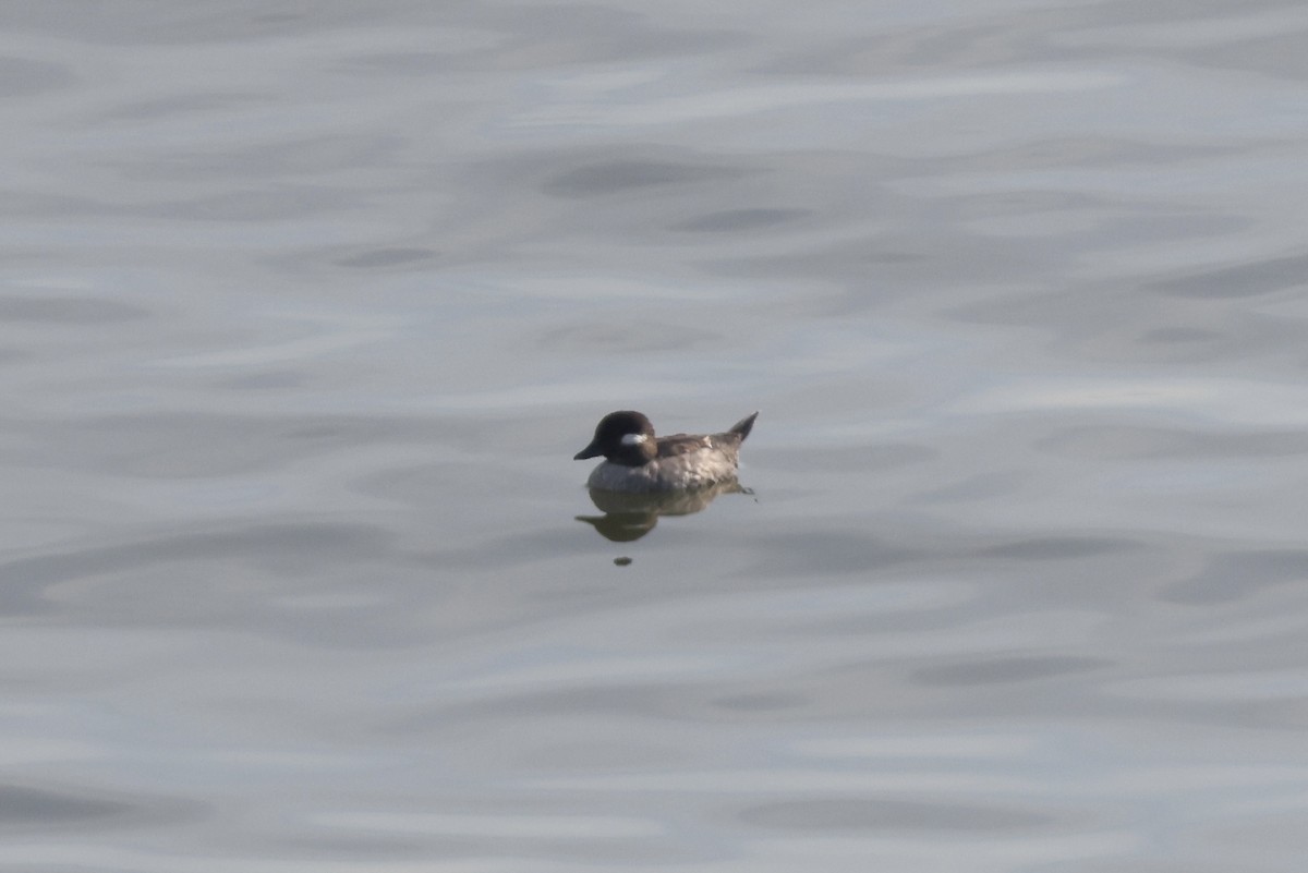 Bufflehead - ML619585710