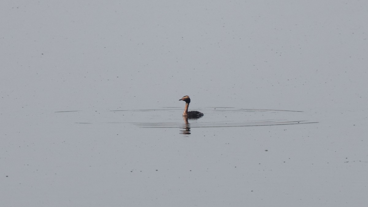 Horned Grebe - Anonymous