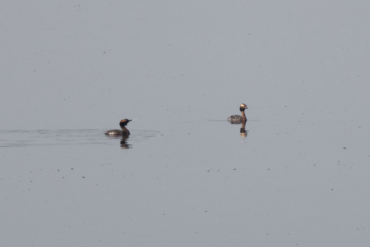 Horned Grebe - Anonymous