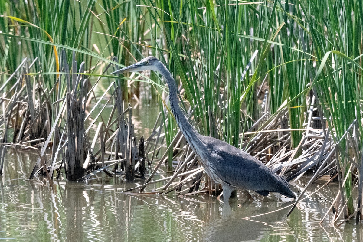 Great Blue Heron - Mike Winck