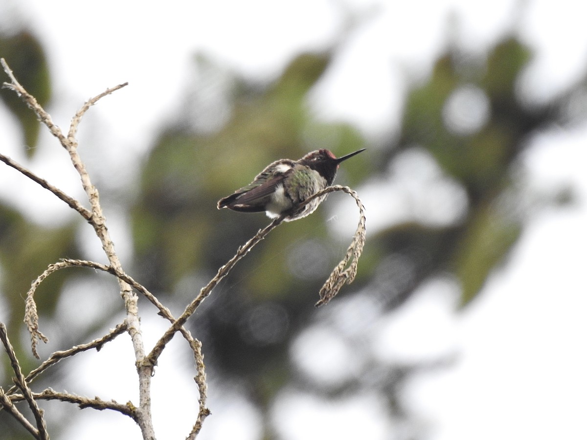 Anna's Hummingbird - Cory Leigh Rahman