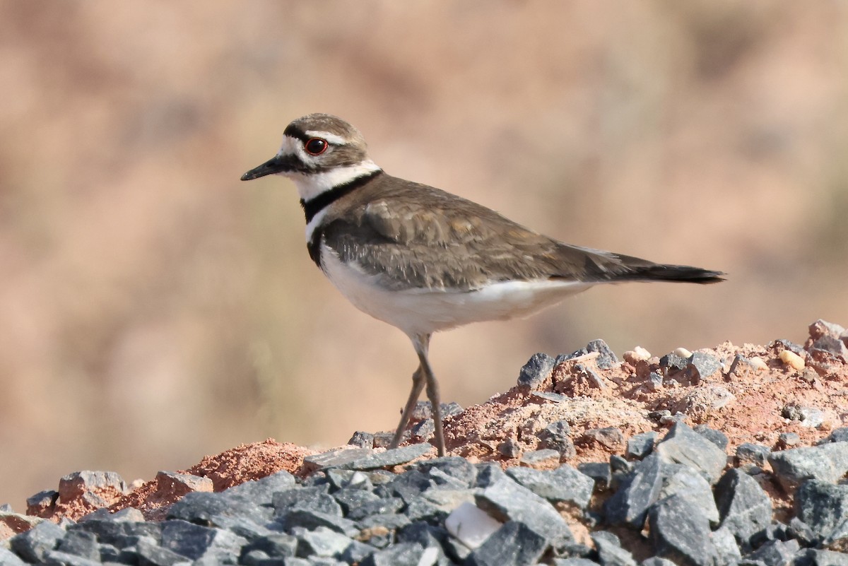 Killdeer - Anonymous