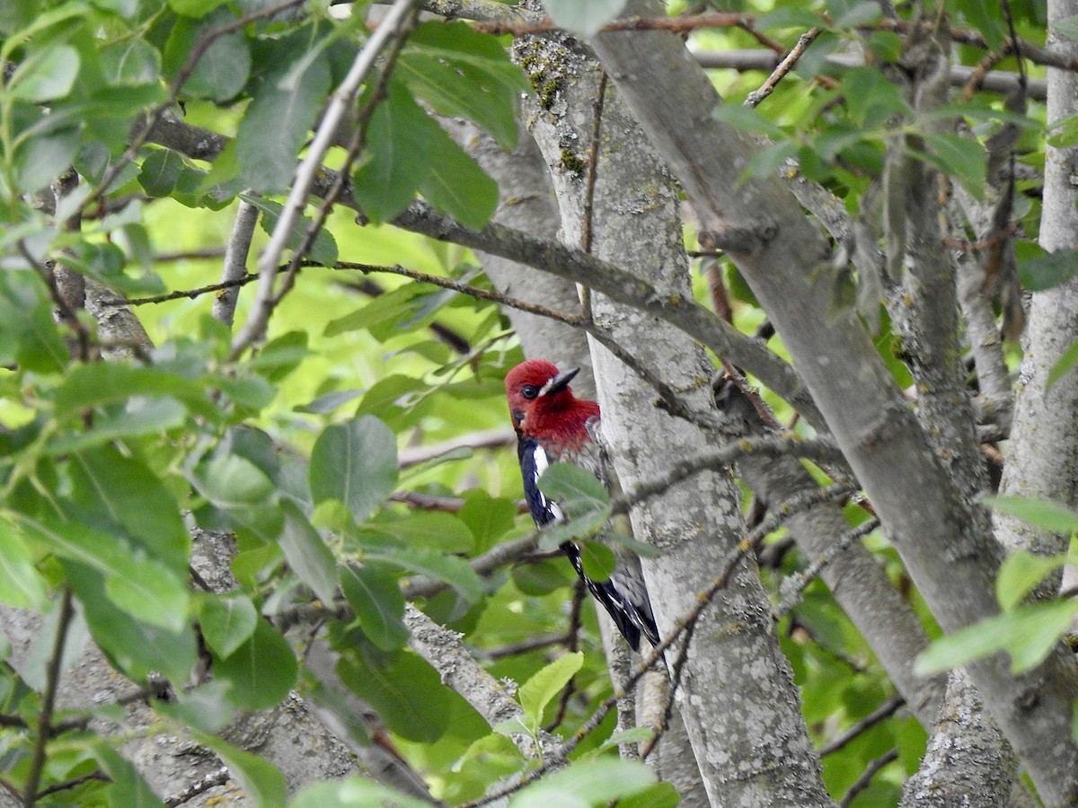 Red-breasted Sapsucker - Cory Leigh Rahman