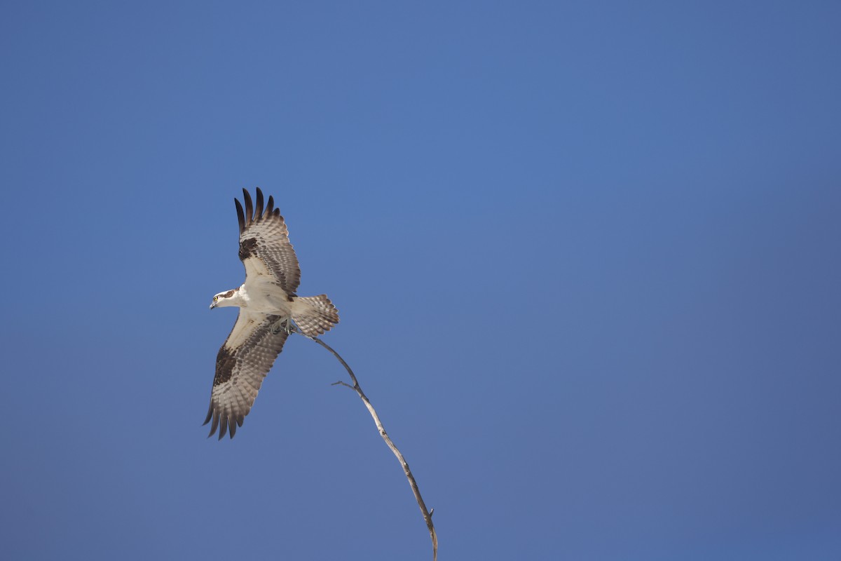 Osprey - Kyle Knapp