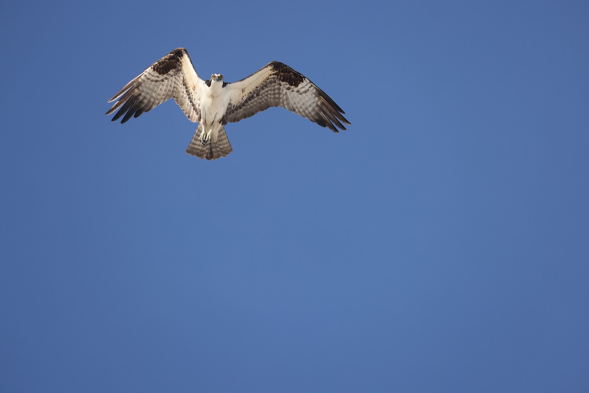 Osprey - Kyle Knapp