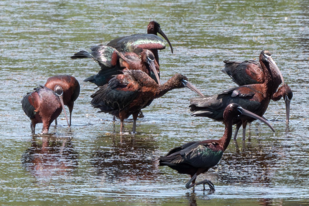 Glossy Ibis - ML619585751