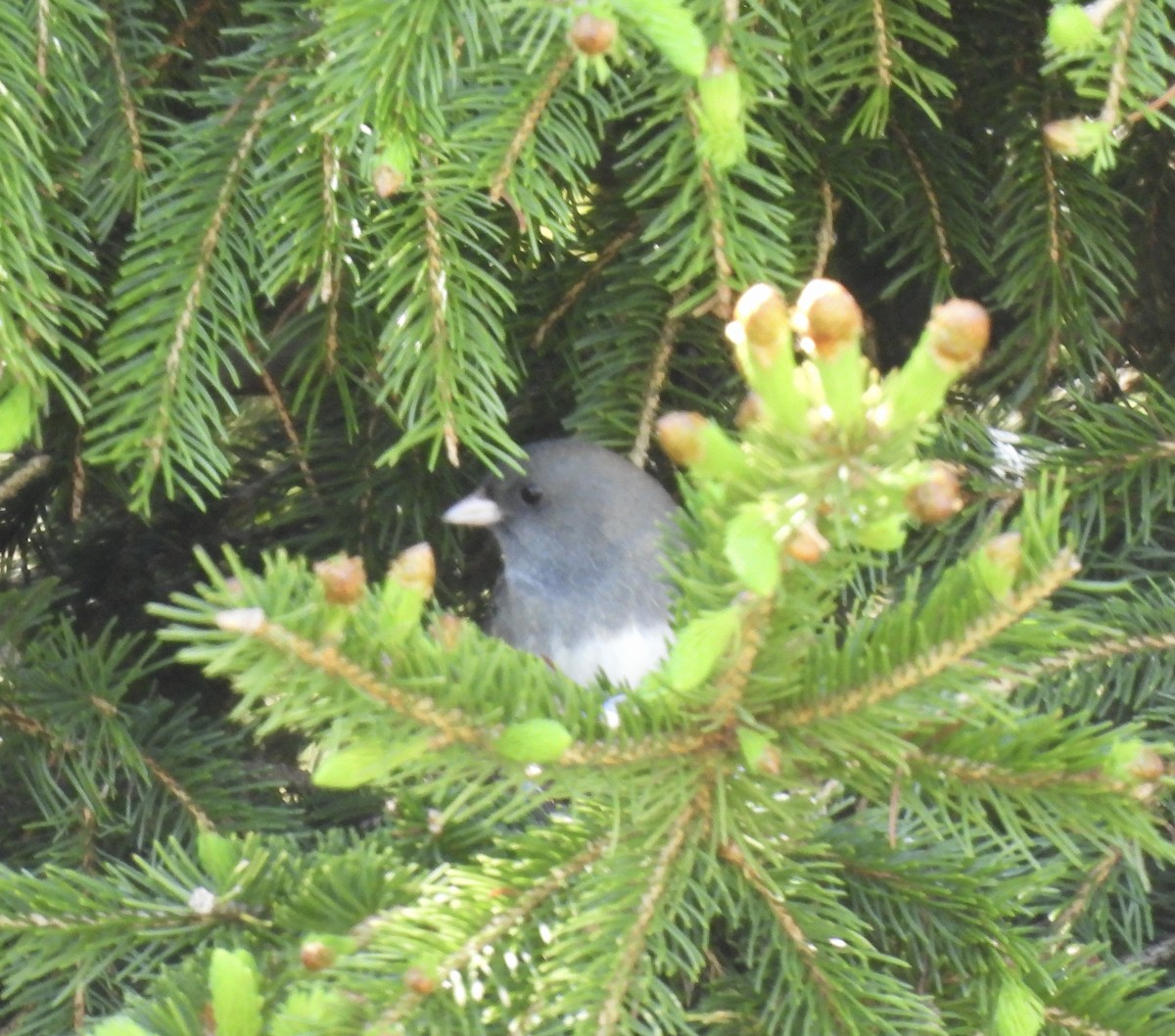 Dark-eyed Junco - Claudette Cyr