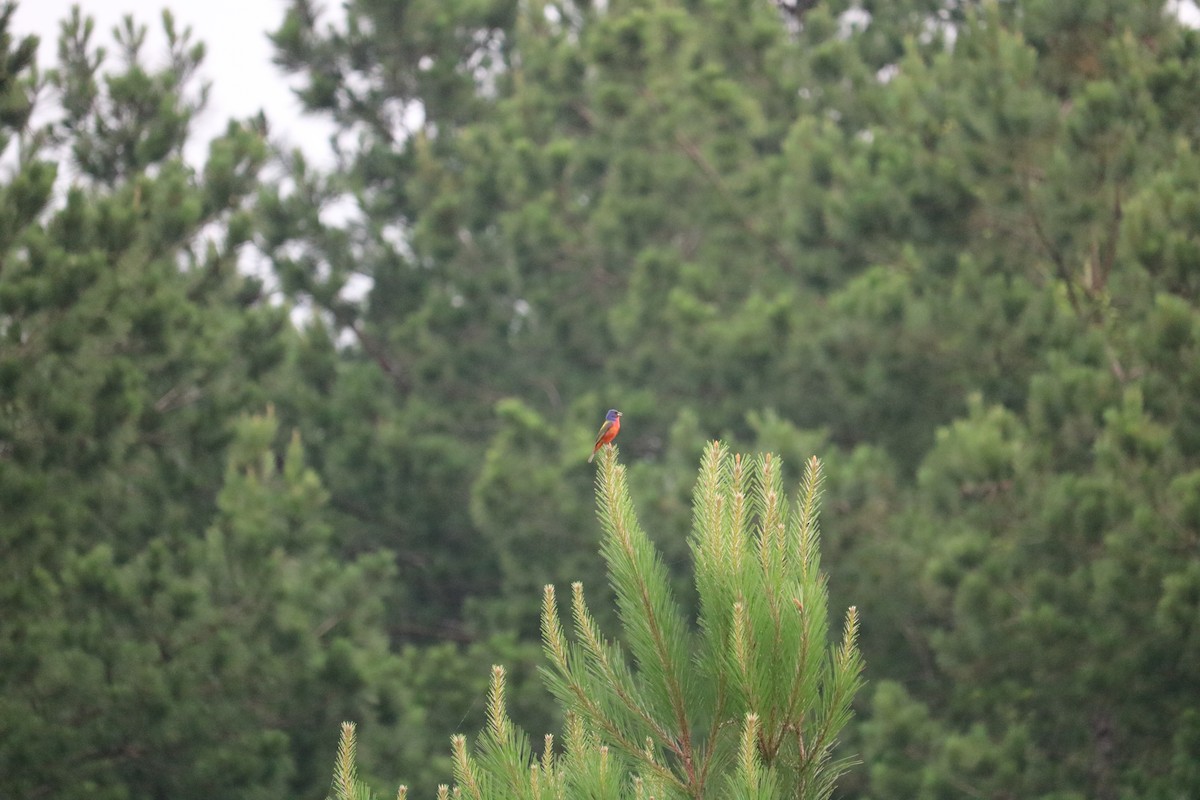 Painted Bunting - Adam 'Lightning' Johnson