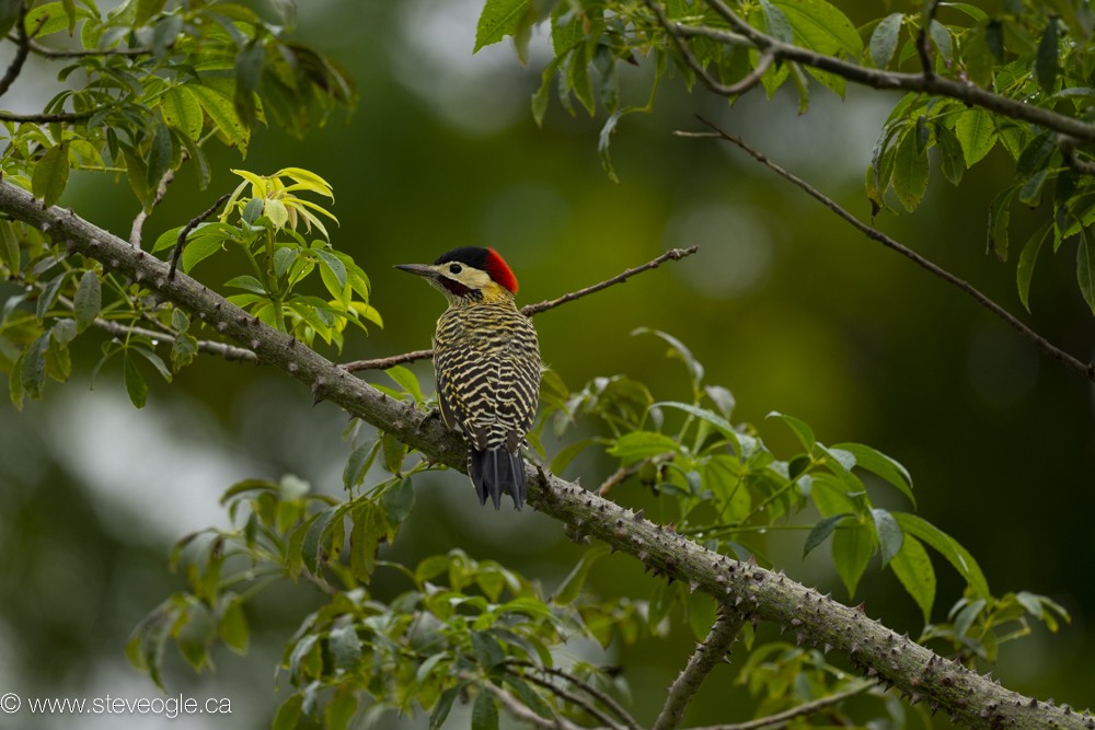 Green-barred Woodpecker - Steve Ogle