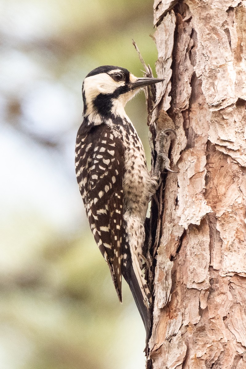 Red-cockaded Woodpecker - ML619585764