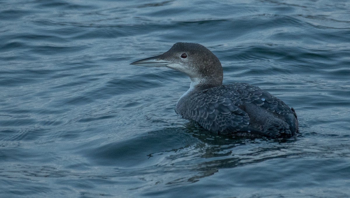 Common Loon - Theo de Clermont