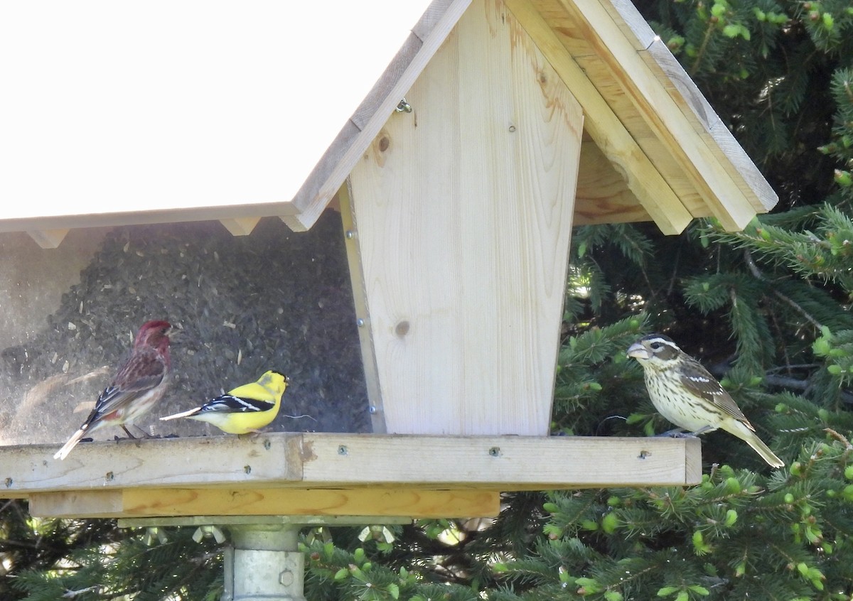 American Goldfinch - Claudette Cyr