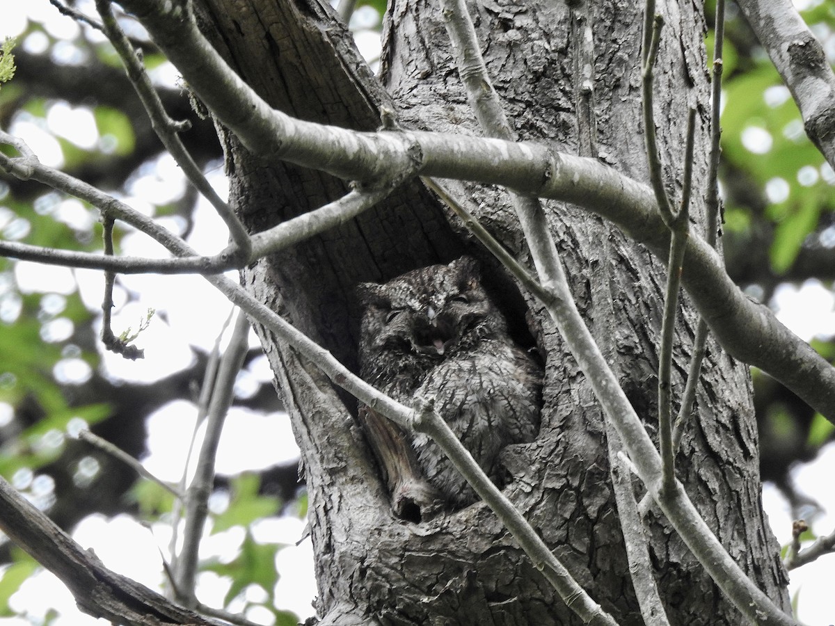 Western Screech-Owl - Cory Leigh Rahman