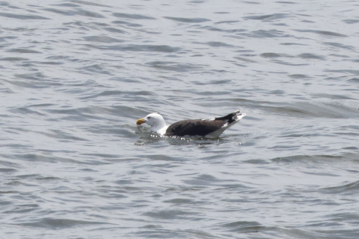 Great Black-backed Gull - Anonymous