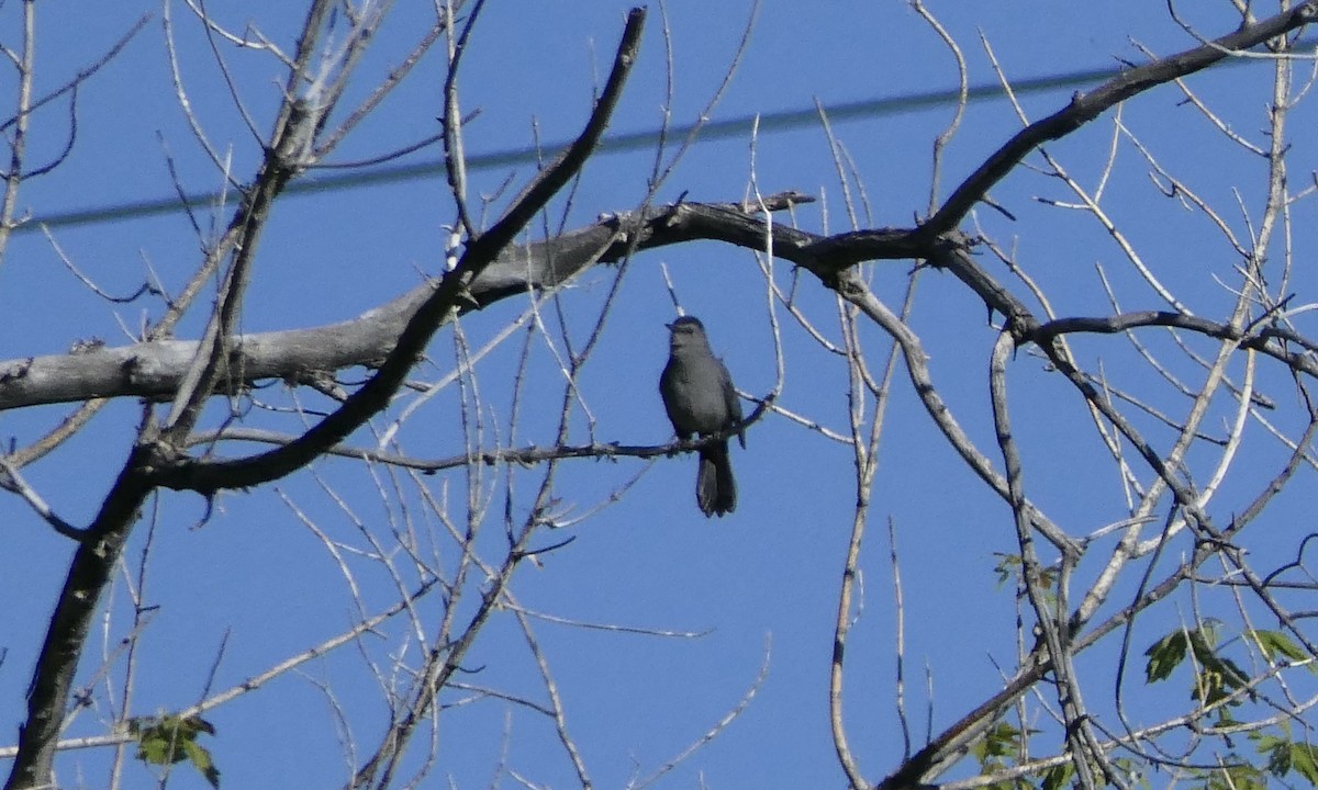 Pájaro Gato Gris - ML619585778