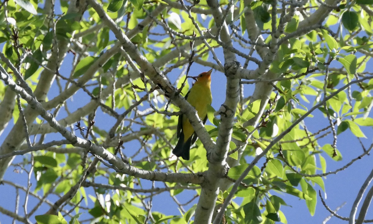 Western Tanager - ML619585784