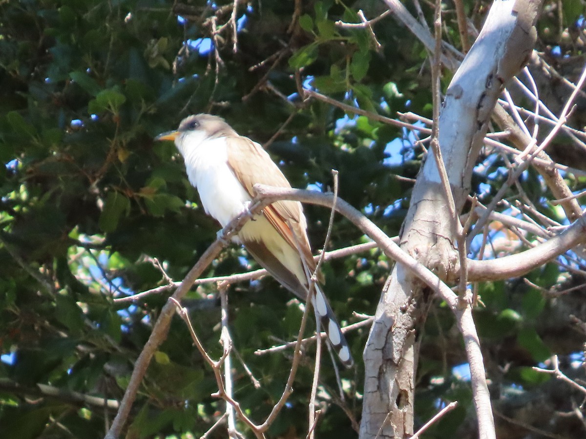 Yellow-billed Cuckoo - ML619585787