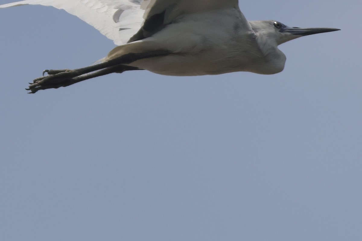 Little Blue Heron - Anonymous