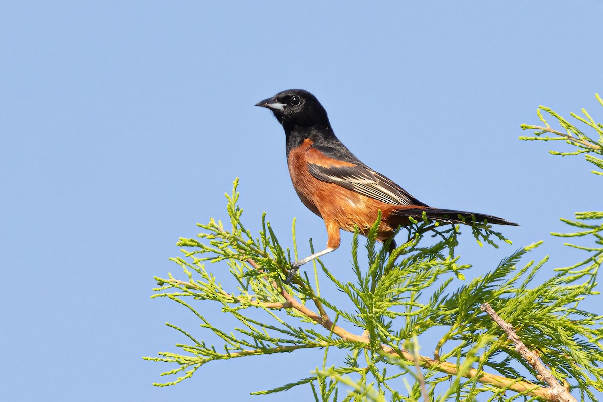 Orchard Oriole - ML619585789