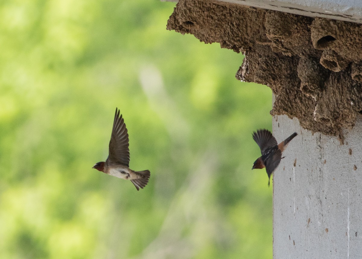 Cliff Swallow - Judi Sawyer