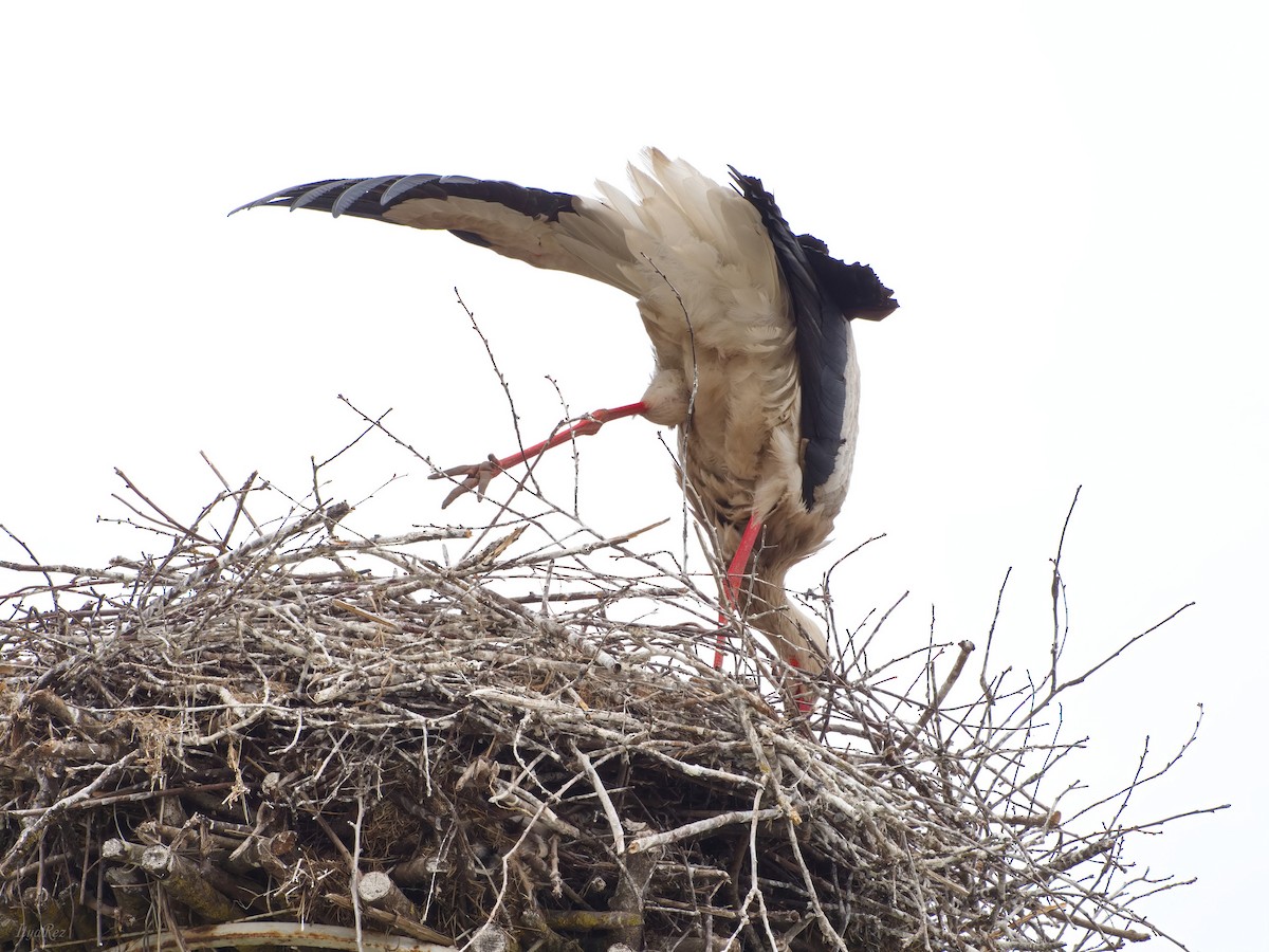 White Stork - Ilya R