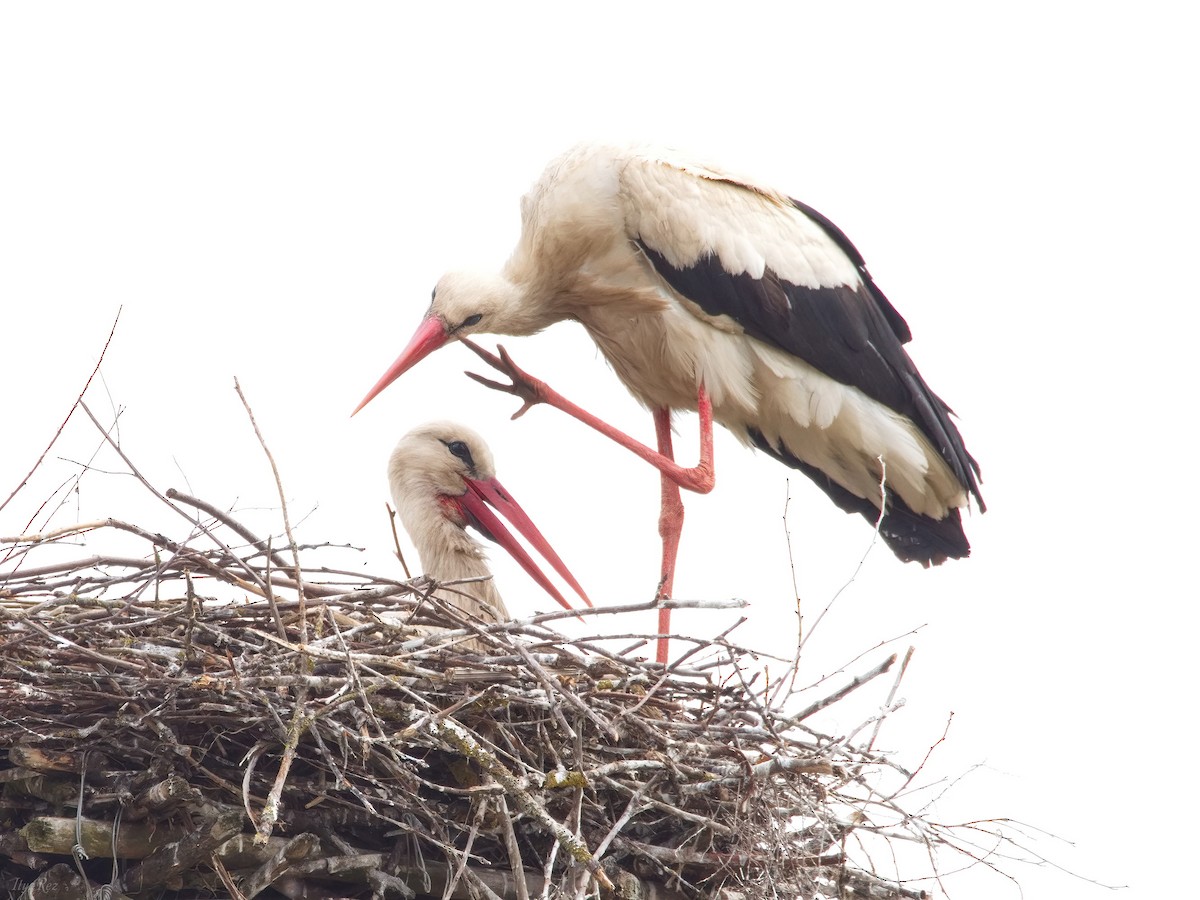 White Stork - Ilya R