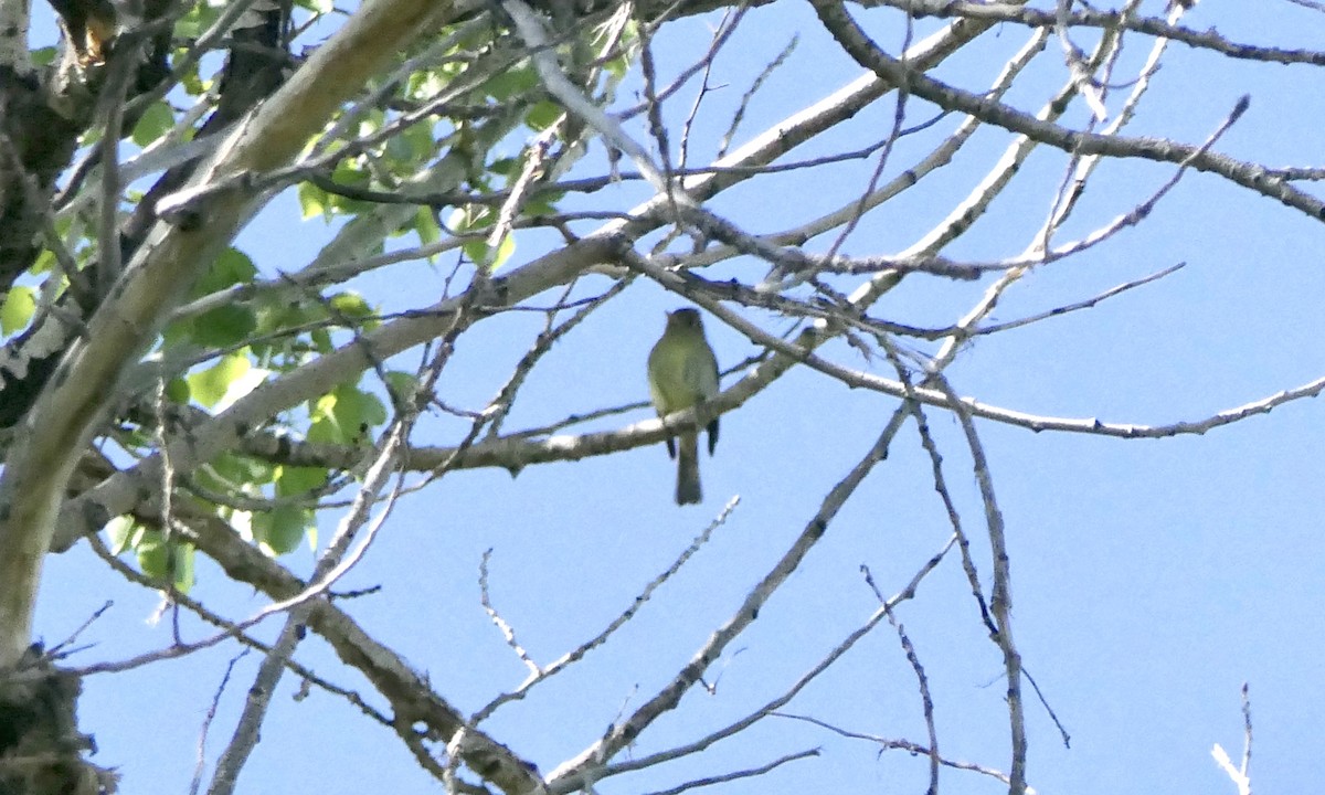 new world flycatcher sp. - ML619585798