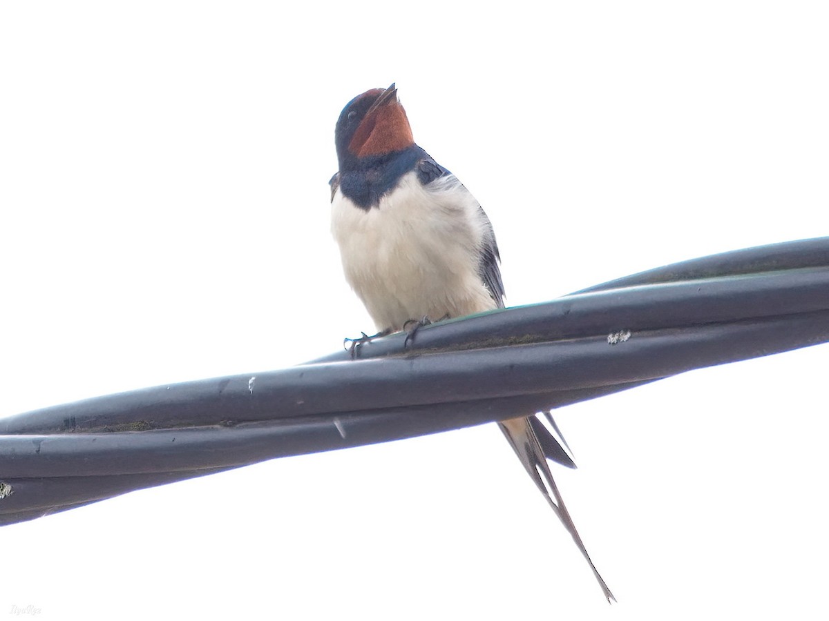 Barn Swallow - Ilya R