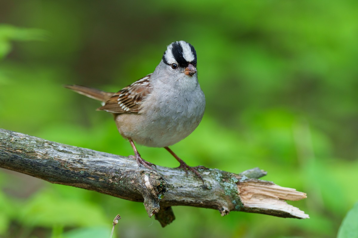 White-crowned Sparrow - Jeff Hapeman