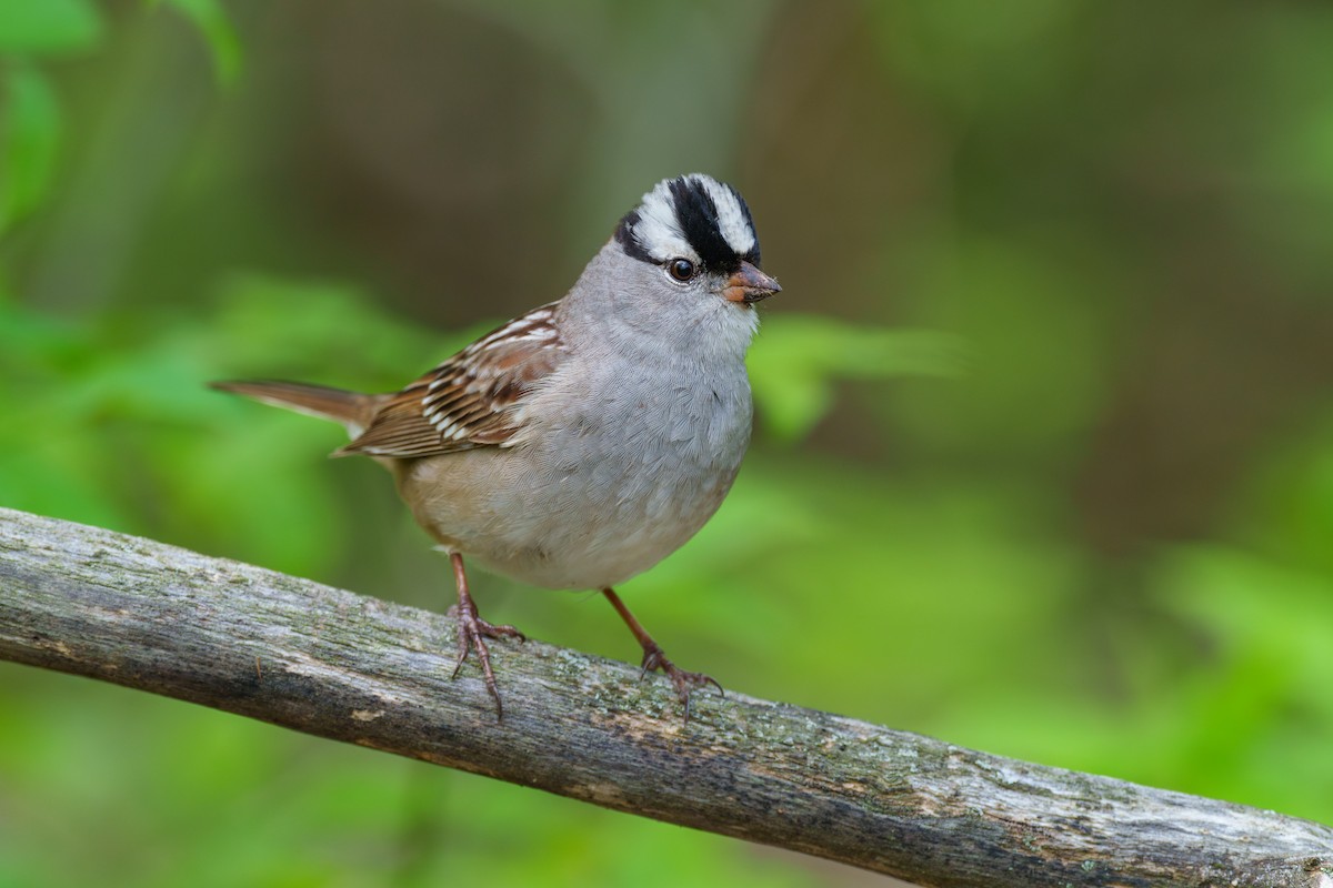 White-crowned Sparrow - Jeff Hapeman