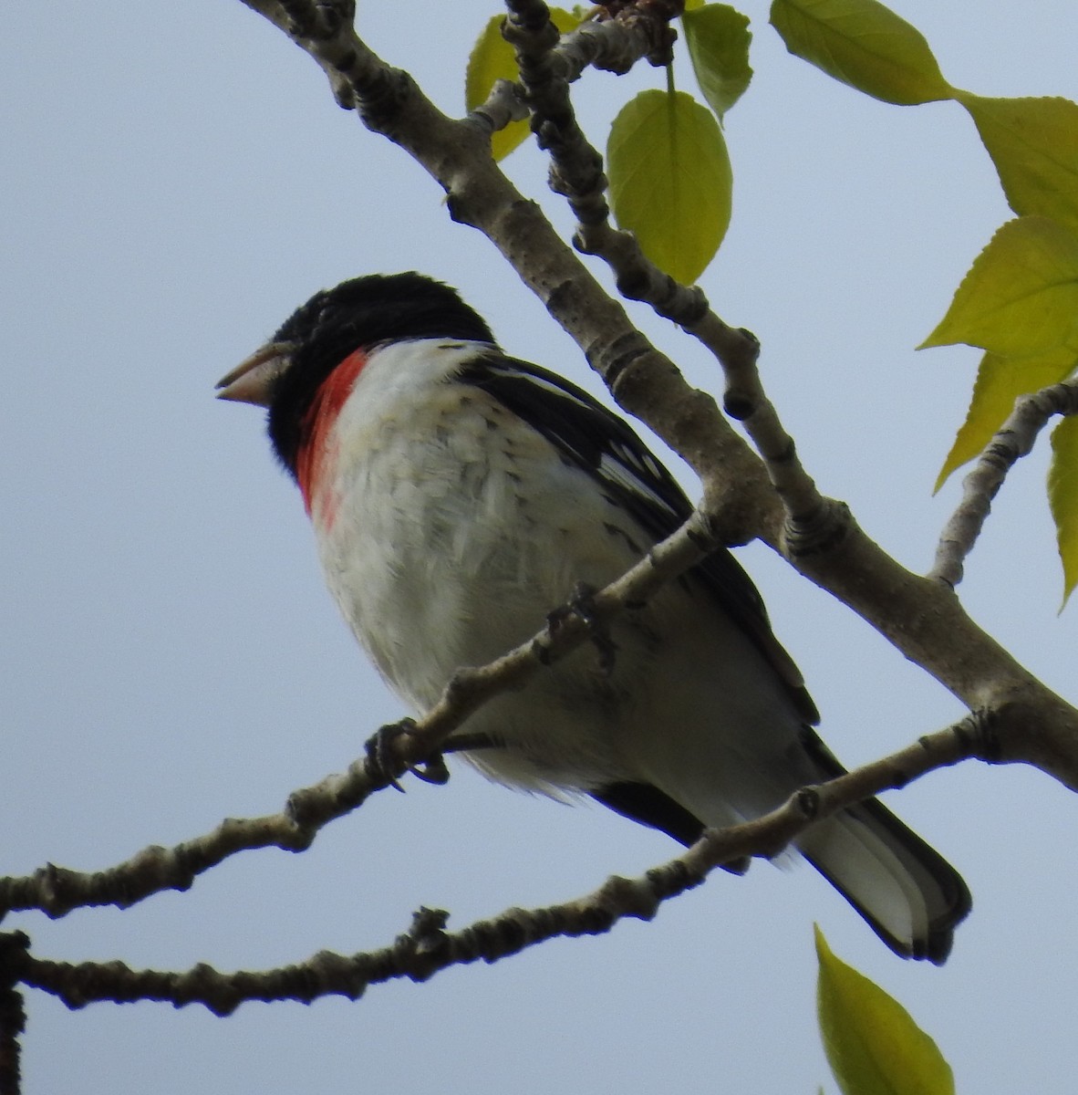 Rose-breasted Grosbeak - Brent Murphy