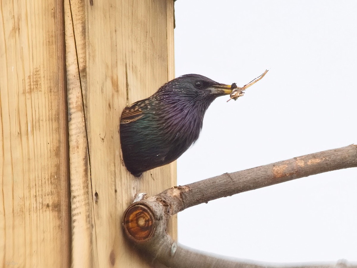 European Starling - Ilya R