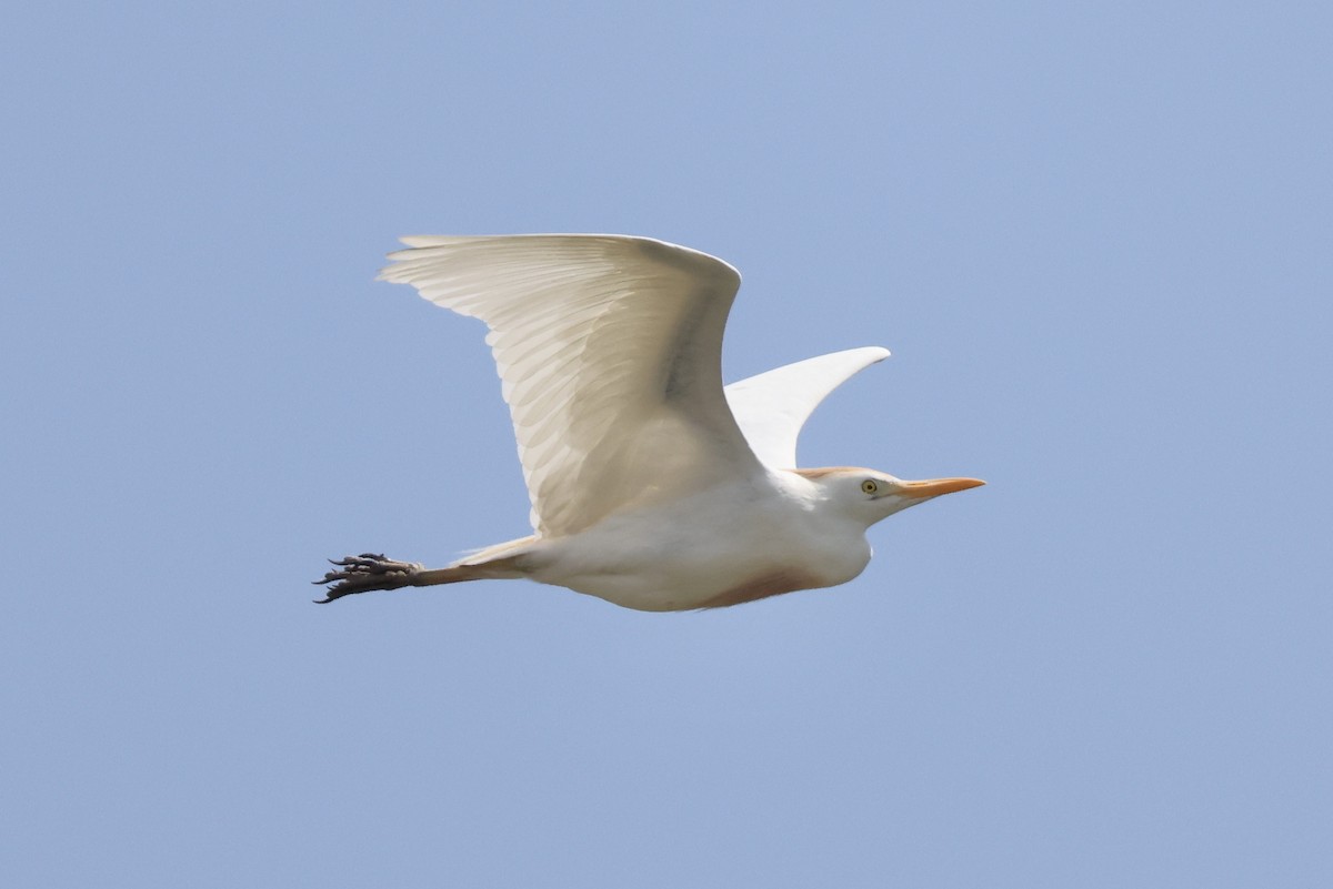 Western Cattle Egret - Anonymous